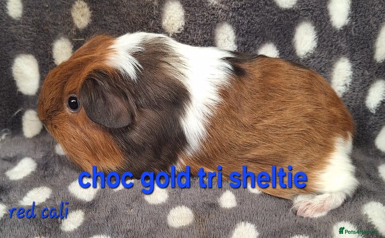 Guinea Pig rodents - Advert 7