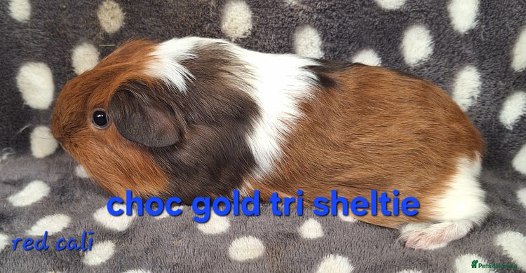 Guinea Pig rodents - Advert 7