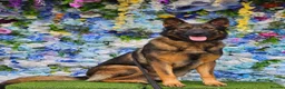 German Shepherd dogs for sale: Kc reg working line German shepherd pups in Barnsley - Advert 25