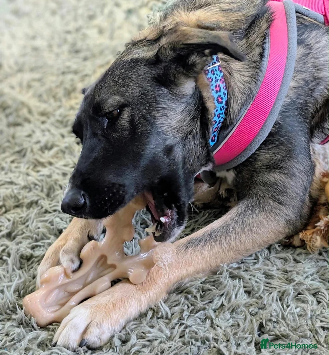 Mixed Breed dogs for adoption: Mirela 🩷 in Bristol - Advert 8