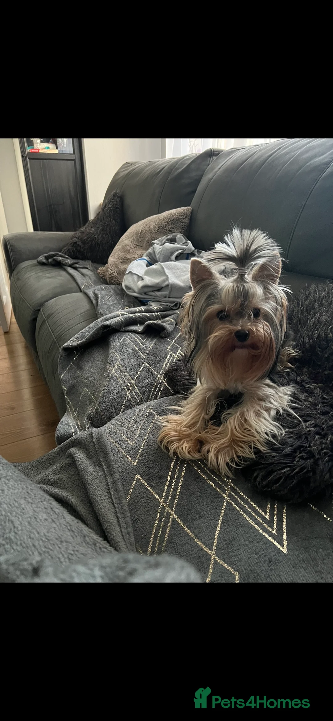 Yorkshire Terrier dogs for stud: The small stud dog 2kg in Romford - Advert 9