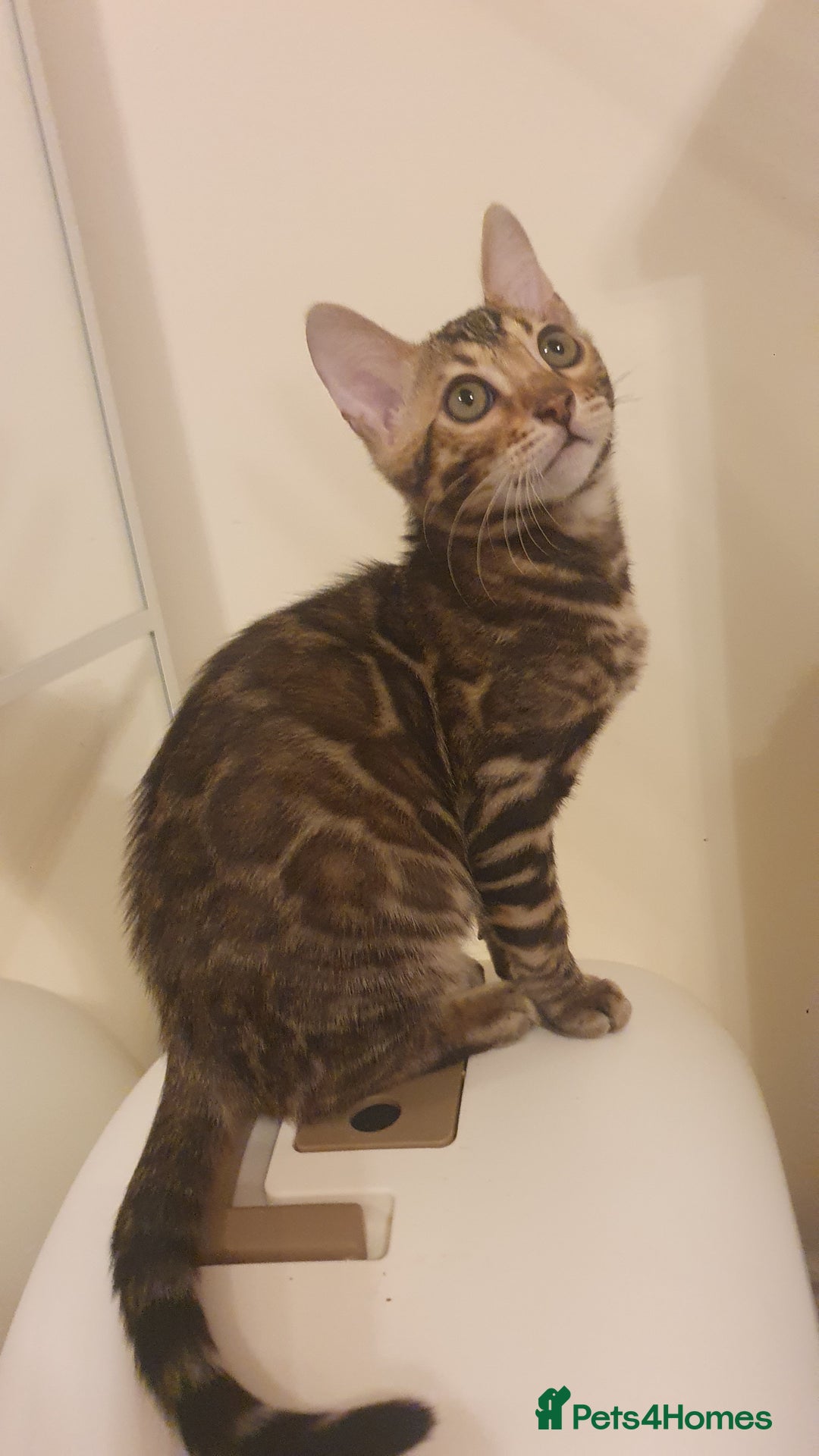 Bengal cats for sale: Beautiful Bengal kittens - Advert 5