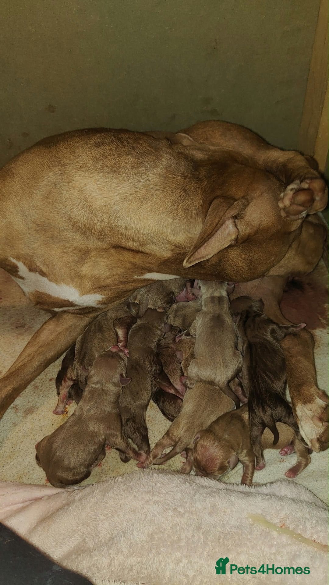 American Bully dogs Pocket bully puppies - Advert 4
