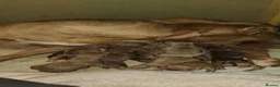 American Bully dogs for sale: Pocket bully puppies in Antrim - Advert 1