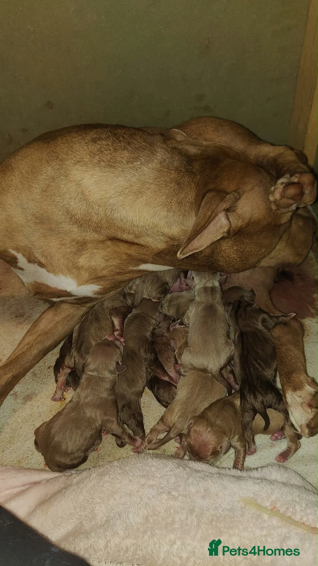 American Bully dogs for sale: Pocket bully puppies in Antrim - Advert 1