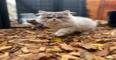 British Shorthair cats - Advert 5