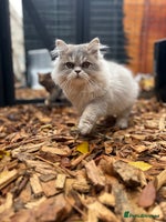 British Shorthair cats - Advert 5