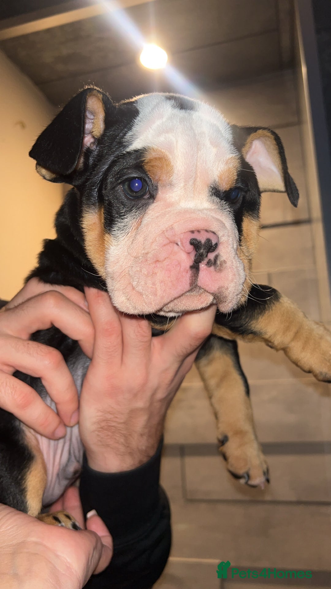 English Bulldog dogs for sale: English bulldog puppy for sale  - Advert 6