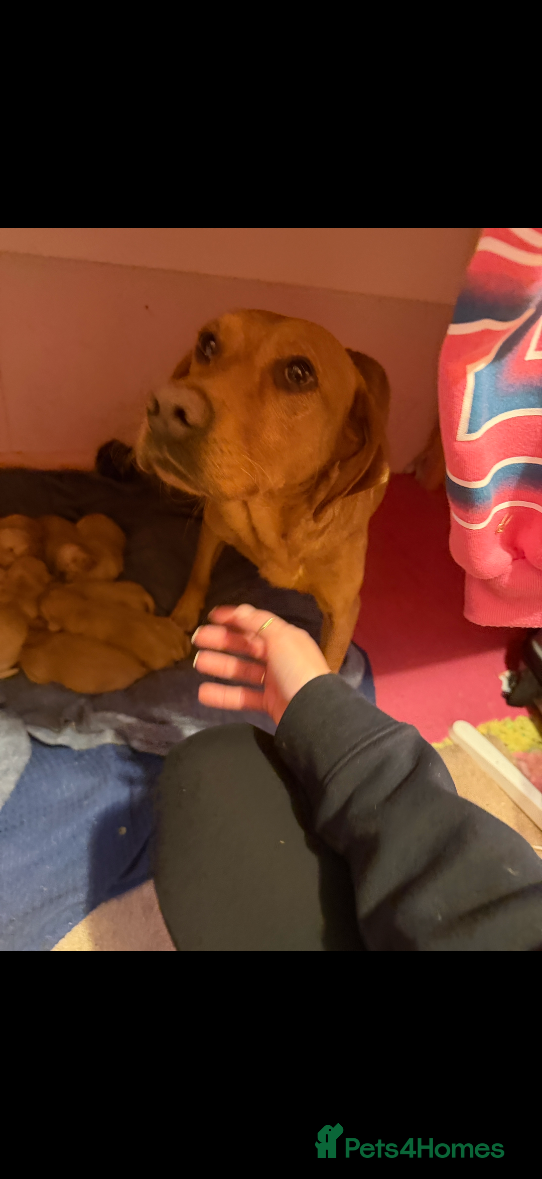 Labrador Retriever dogs for sale: Dudley Labrador Puppies - Advert 11