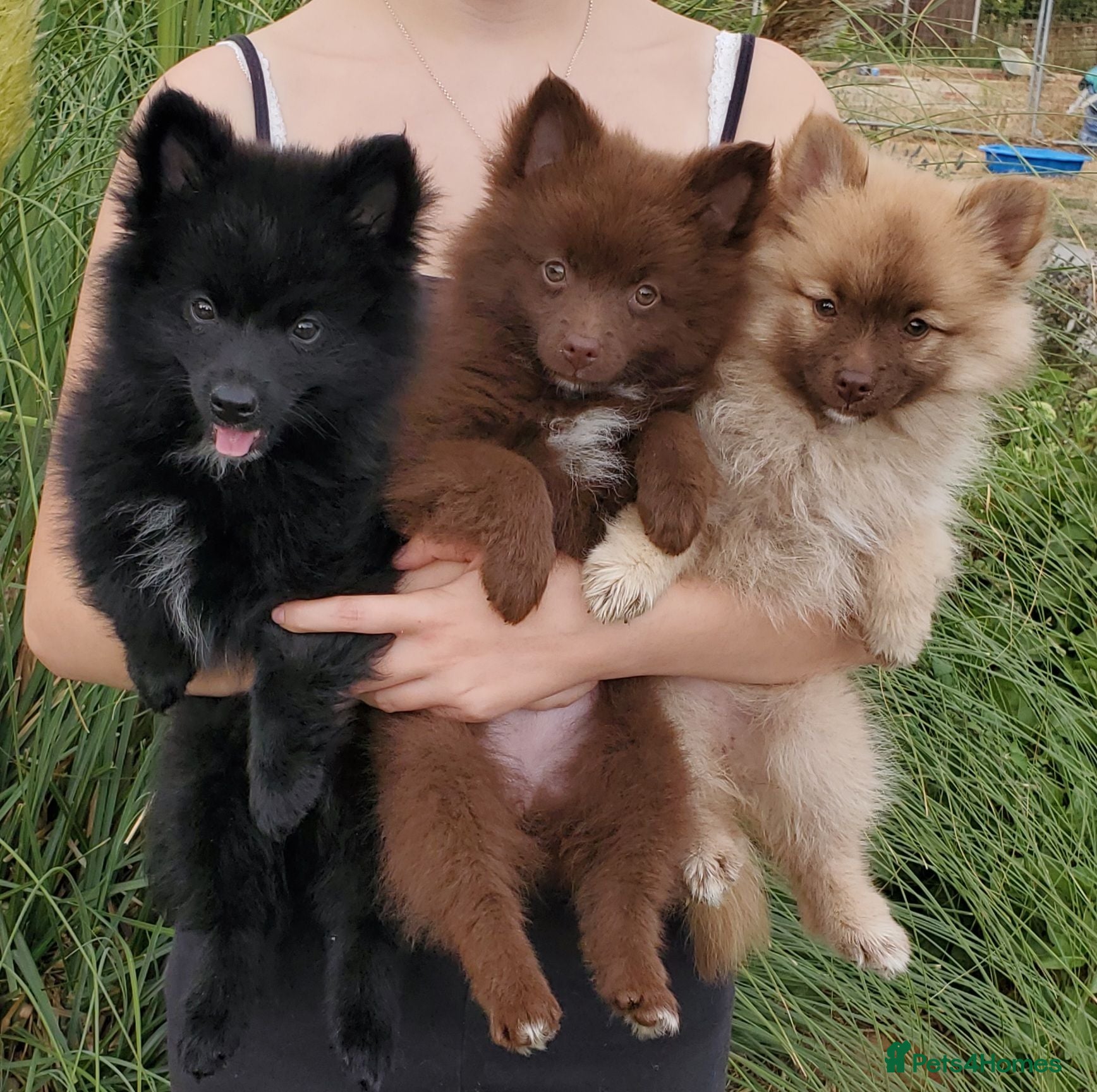 German Spitz dogs Beautiful Litter of German Spitz Mittel'serman - Advert 1