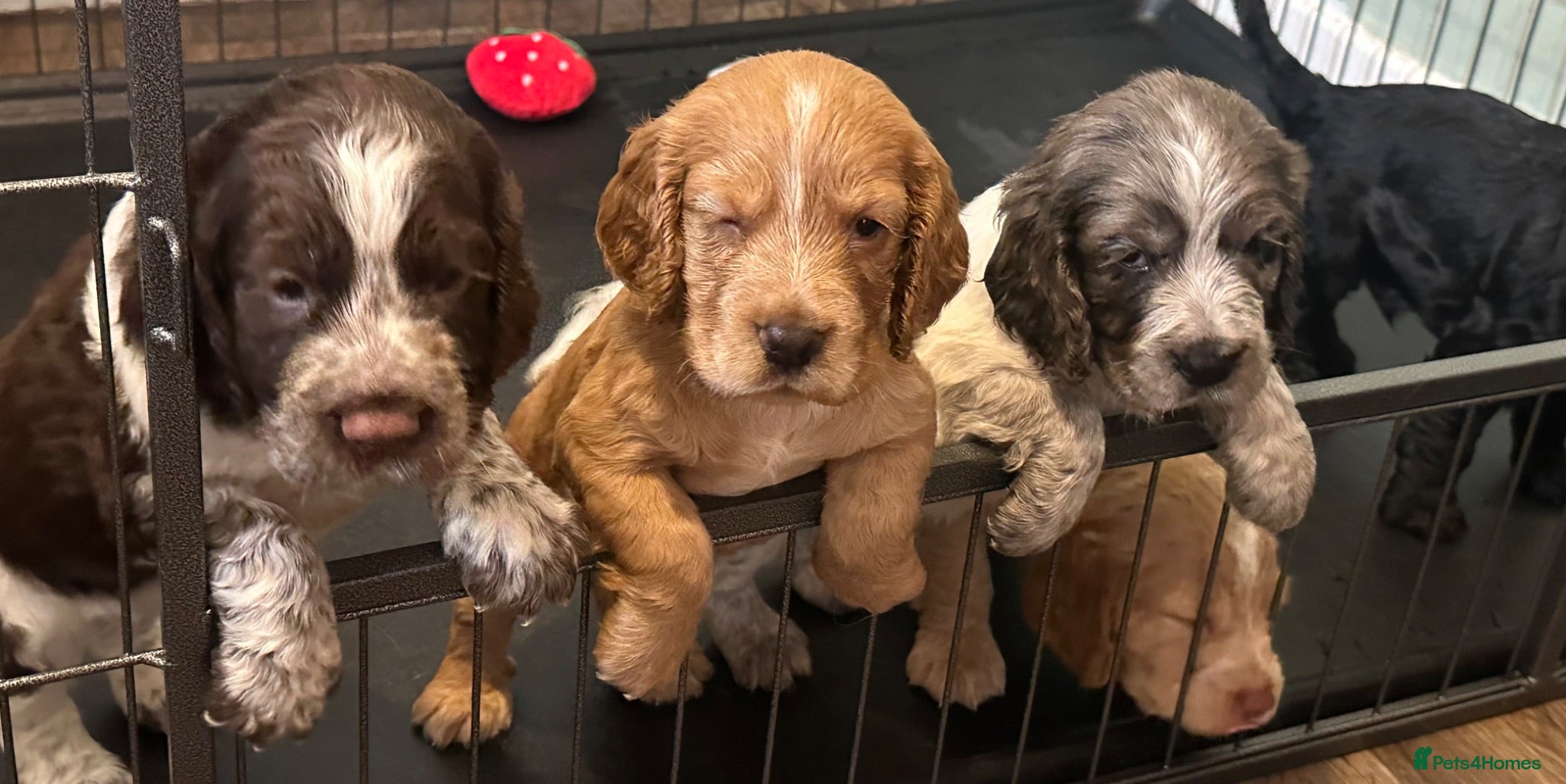 Cocker Spaniel dogs Litter of 5 - Advert 3
