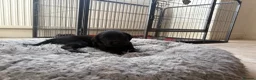 Labrador Retriever dogs for sale: Health Tested IGL Champion Bred Labrador Puppies  - Advert 18