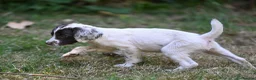 English Springer Spaniel dogs for sale: Kennel club registered Springer Spaniel Puppies - Advert 34