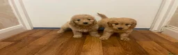 Cockapoo dogs for sale: Cockapoo puppies - Advert 1
