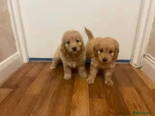 Cockapoo dogs Cockapoo puppies - Advert 2