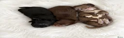 Chihuahua dogs for sale: 3 beautiful KC babies  - Advert 1