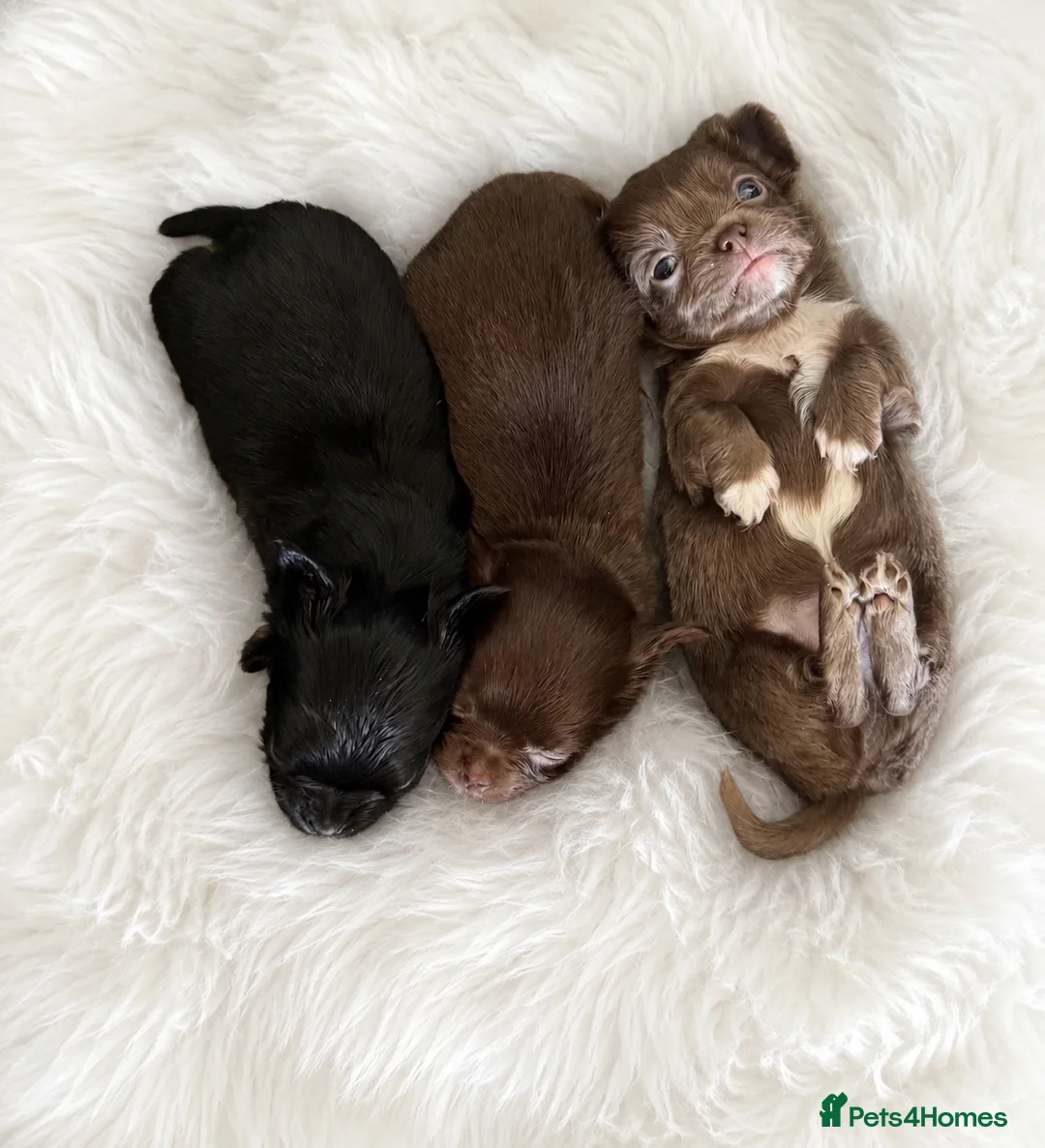 Chihuahua dogs for sale: 3 beautiful KC babies  - Advert 1