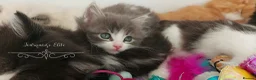Ragdoll cats for sale: £Negotiable Beautiful cross Ragdoll/Persian😻😻😻 - Advert 11