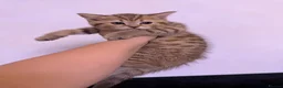 Scottish Fold cats for sale: The Stunning Scottish Fold kittens are ready - Advert 26