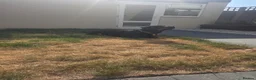 Rottweiler dogs for sale: Hi i have my rottweiler for sale  - Advert 2