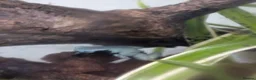 Frog reptiles for sale: Splashback dart frogs and enclosure  - Advert 2