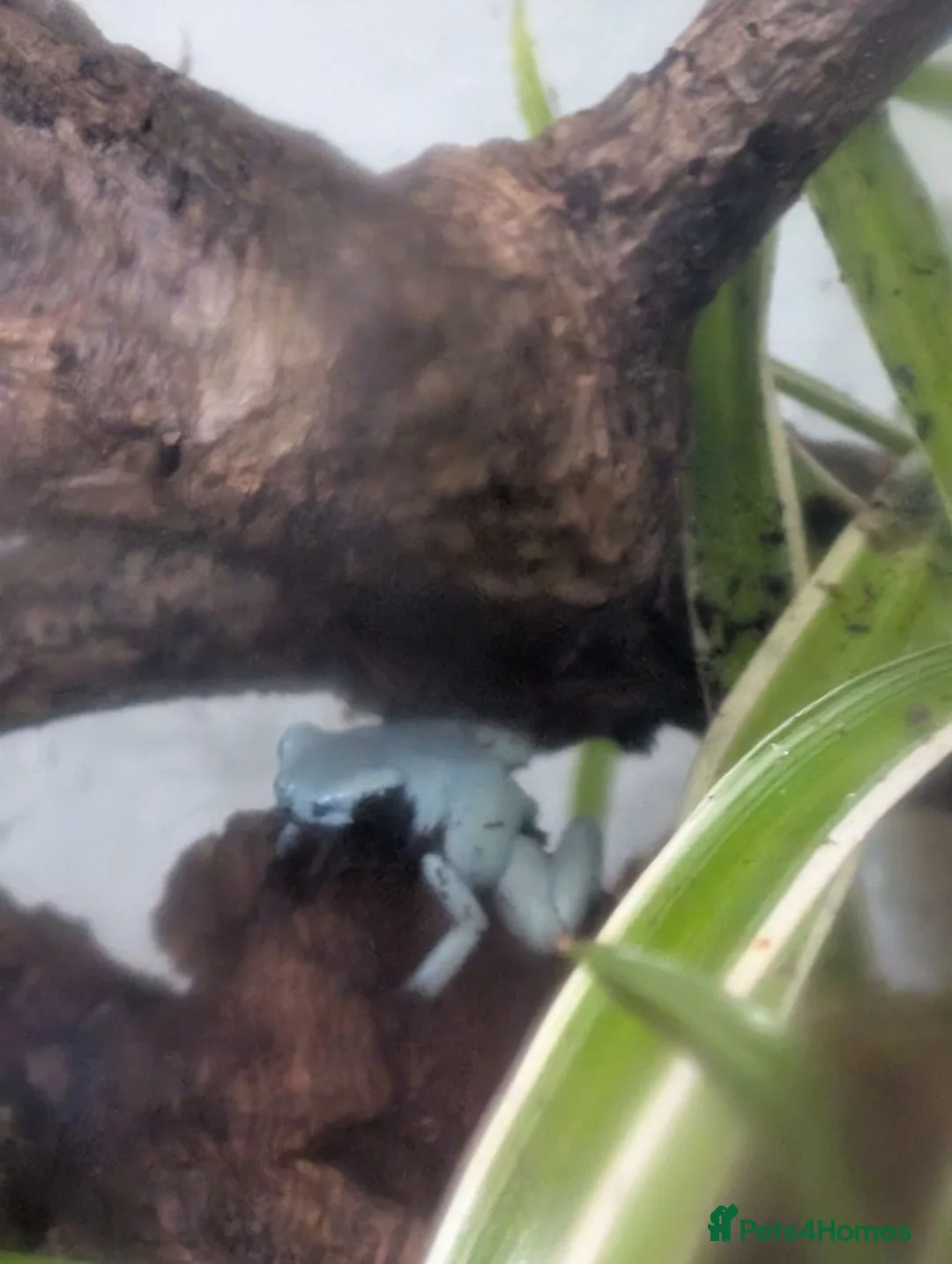 Frog reptiles for sale: Splashback dart frogs and enclosure  - Advert 2
