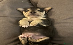 Mixed Breed dogs for sale: Jug and miniature dachshund mix pups - Image 11