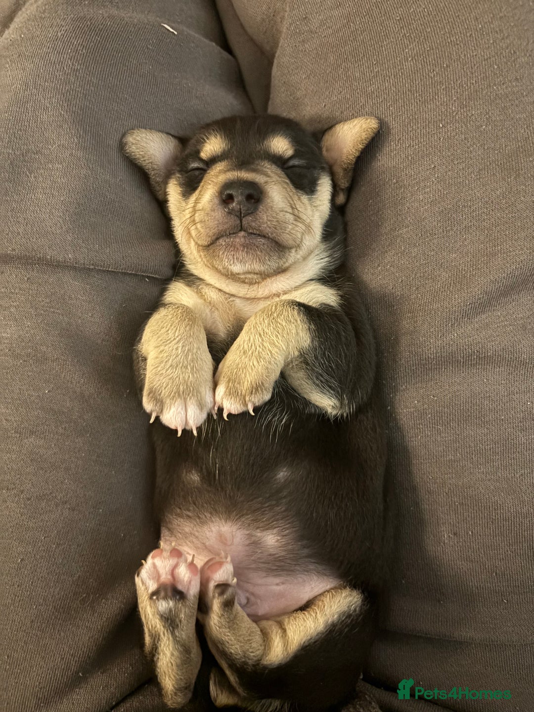 Mixed Breed dogs for sale: Jug and miniature dachshund mix pups - Image 11