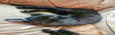 Mixed Breed 3