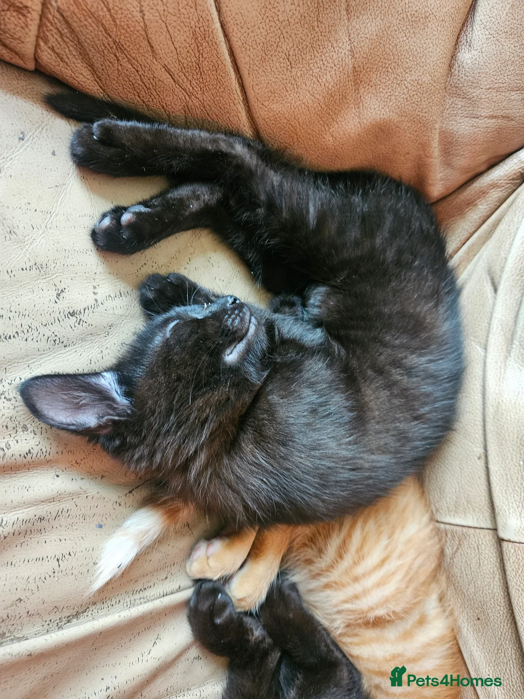 Mixed Breed cats for sale: I have 3 kittens over 17 weeks old  - Advert 2