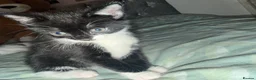 Domestic Shorthair cats for sale: Oreo💙 & Pookie💕 - Advert 5