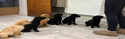 Labrador Retriever dogs for sale: 2 Beautiful Black girls available  - Advert 3