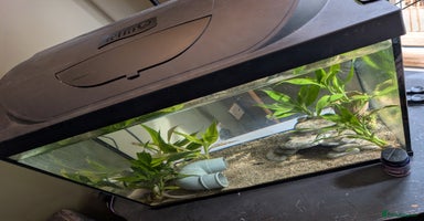 Axolotl reptiles - Advert 3