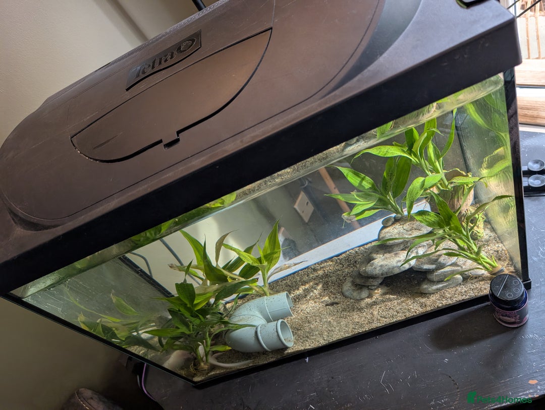 Axolotl reptiles for sale: Axolotl+ Tank and all accessories  - Image 3