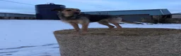 Mixed Breed dogs for sale: Gorgeous Huntaway X GWP Puppies in Turriff - Advert 4