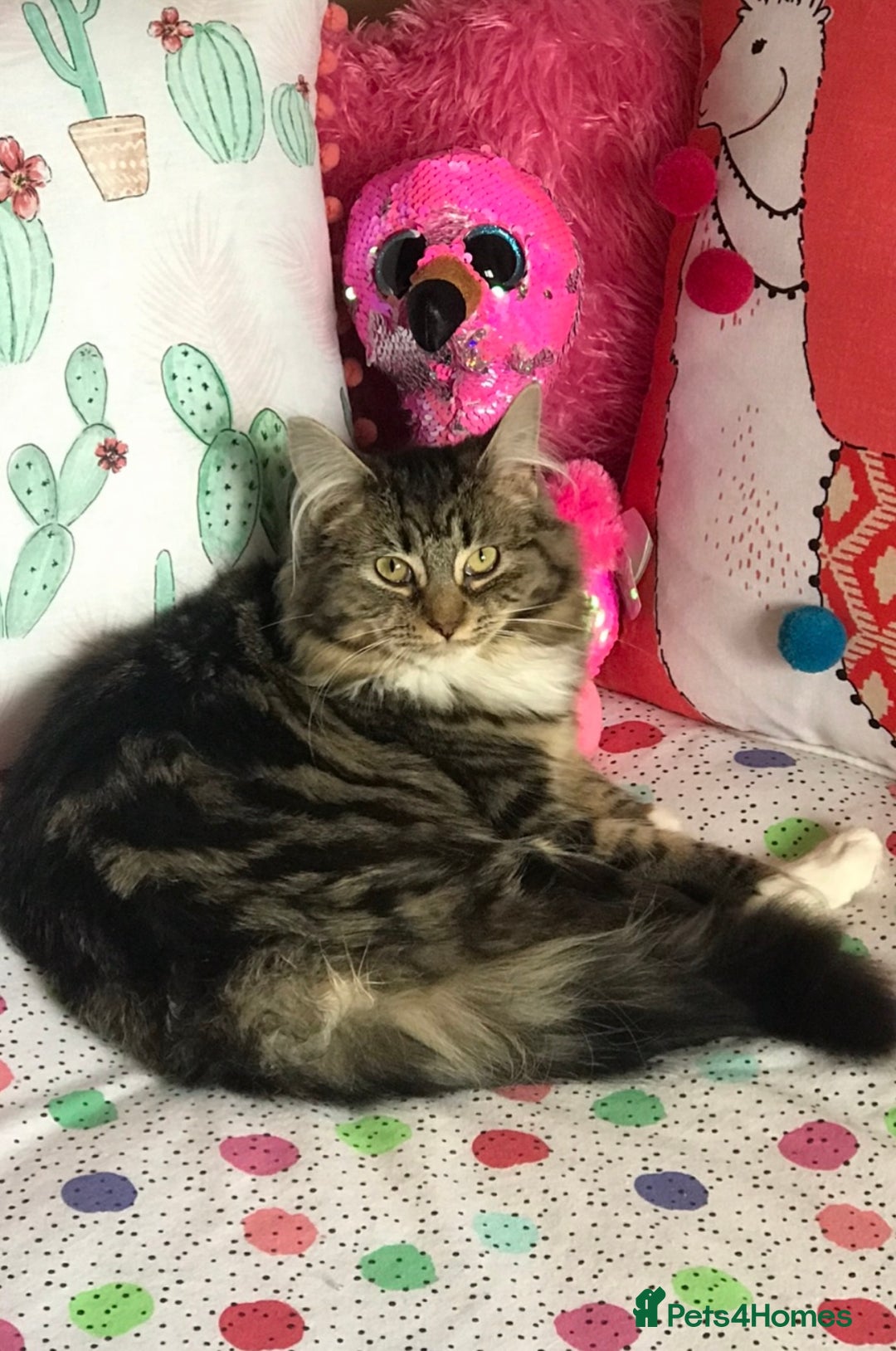 Ragdoll cats for sale: Ragdoll Cross Maine Coon Kitten - Image 16