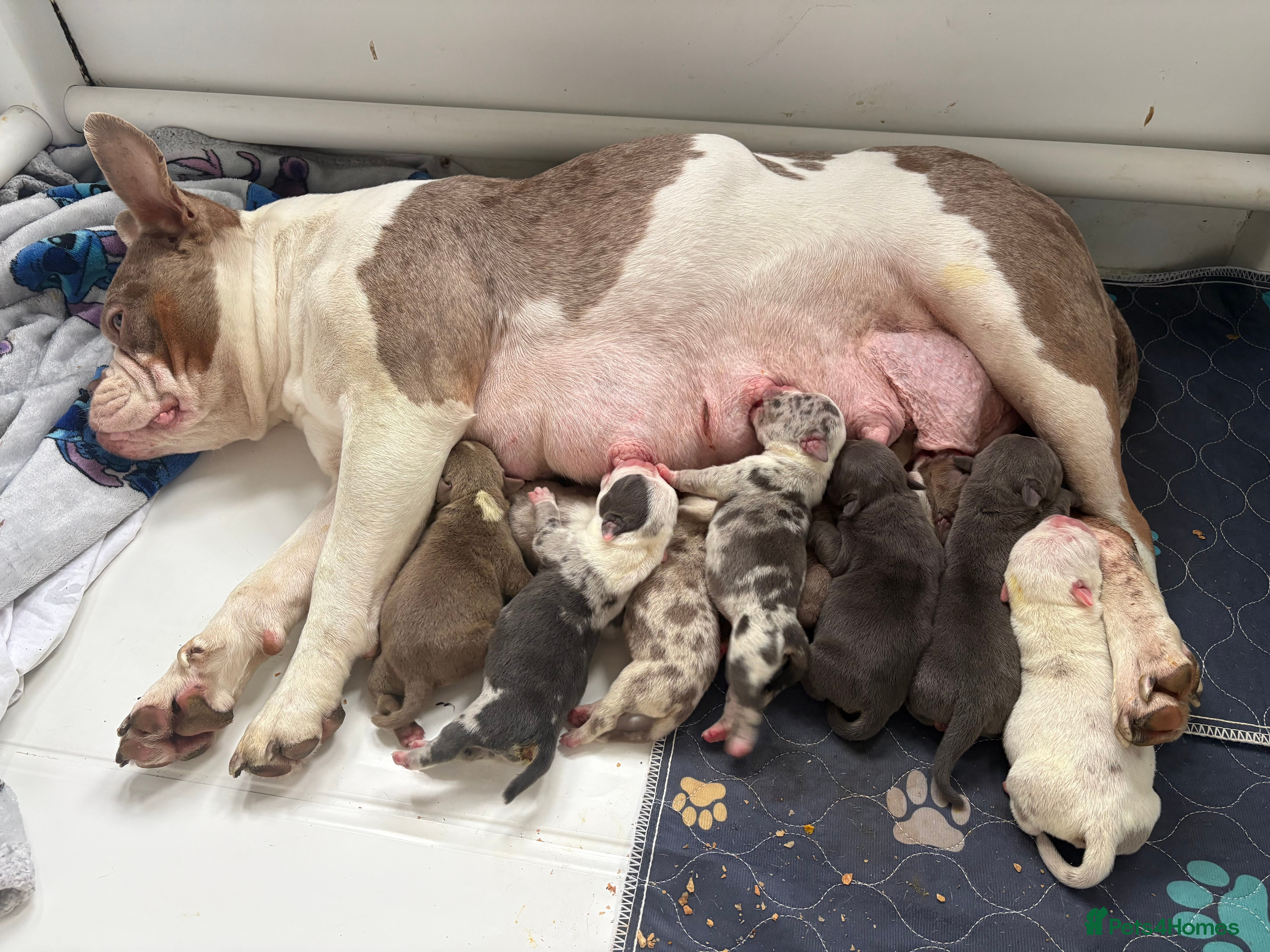 American Bully dogs Pocket bully’s  in Cradley Heath - Advert 2