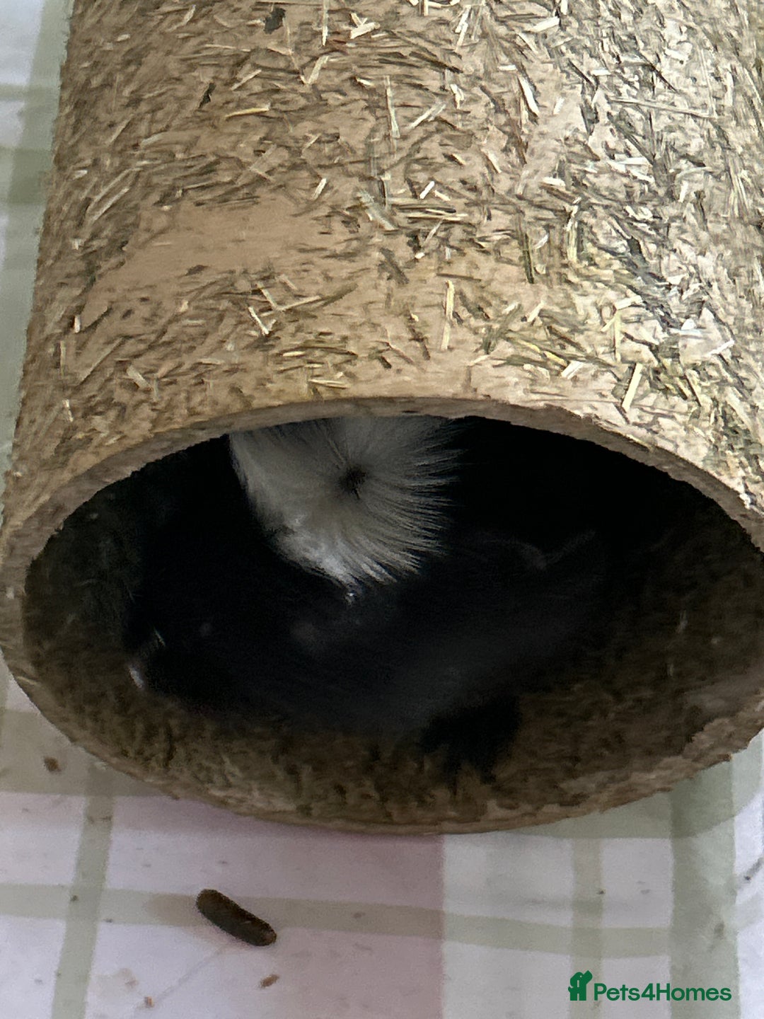 Guinea Pig rodents for sale: 2 Guinea Pigs Male Free to a Good home  - Advert 3