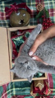 British Shorthair cats - Advert 2