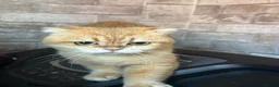 Scottish Fold cats for sale: Scottish fold - Advert 26