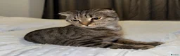 Mixed Breed cats for sale: 🐾 Scottish Straight x British Shorthair Kittens - Advert 6