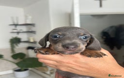 Dachshund dogs for sale: Dachshunds for sale - Image 3