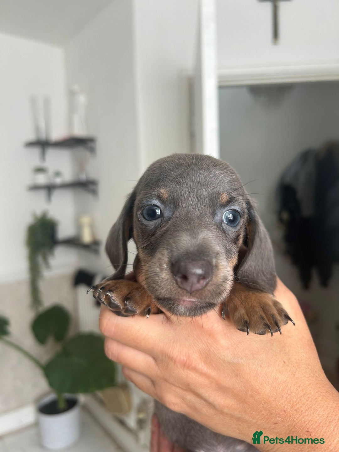 Dachshund dogs for sale: Dachshunds for sale - Image 3
