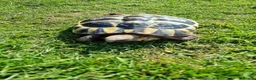 Hermann Tortoise reptiles for sale: Hermanns tortoise  - Advert 11