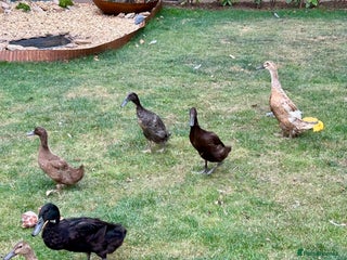 Ducks poultry - Advert 1