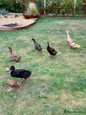 Ducks poultry - Advert 1