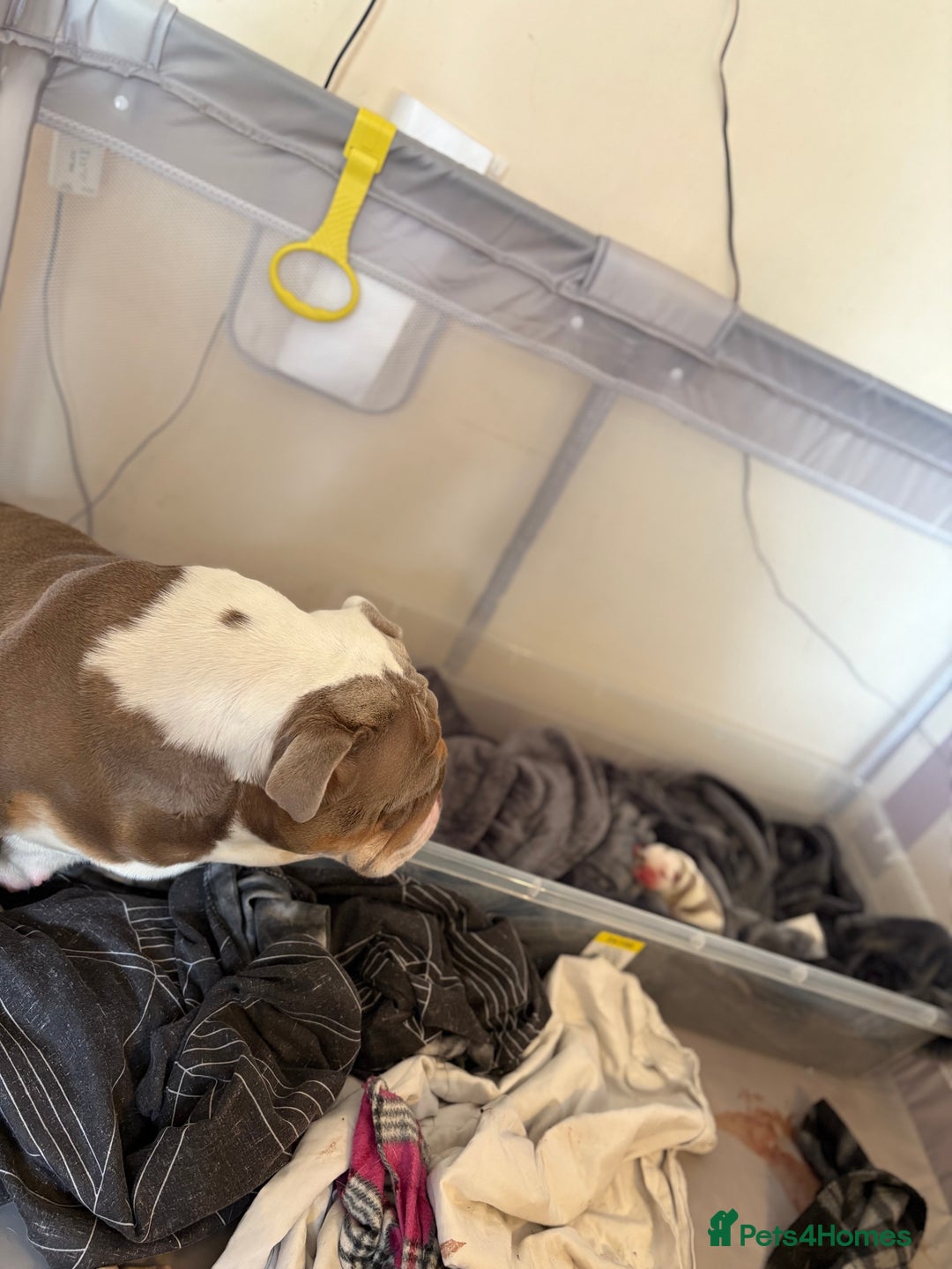 English Bulldog dogs for sale: 7 gorgeous mr muscles puppies looking for a home  - Image 12