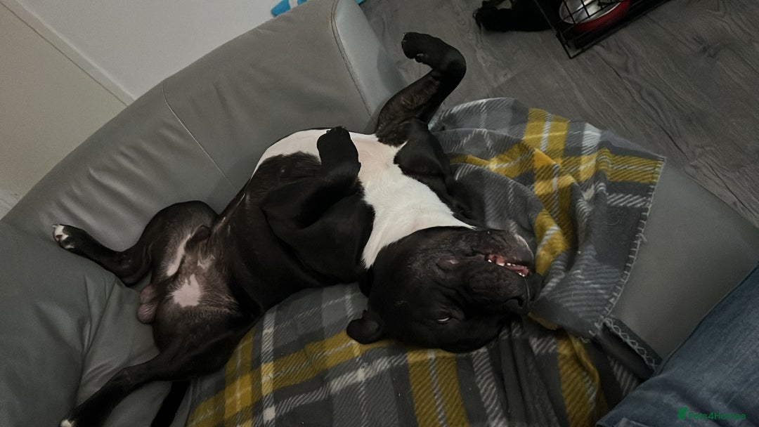 Staffordshire Bull Terrier dogs for stud: Staffy for stud - Image 10