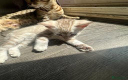 Bengal cats for sale: Snow Mink/Brown Rossette Blue Eyed Bengals - Image 35