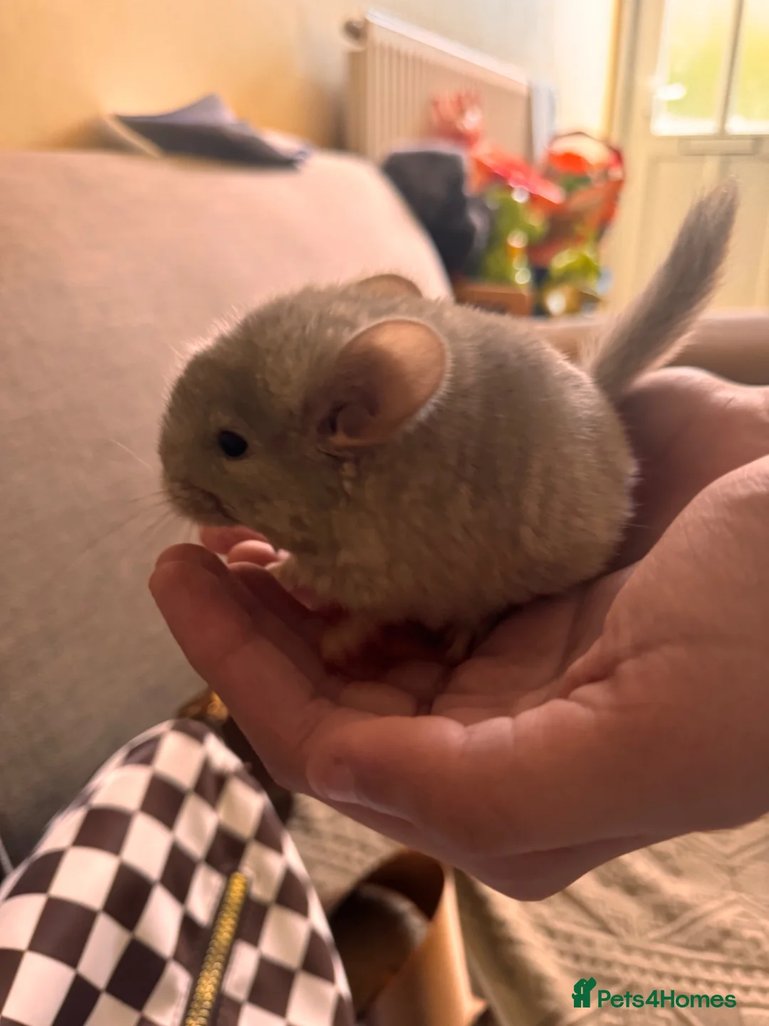 Chinchilla rodents for sale: Female beige baby chinchilla for sale  - Advert 5